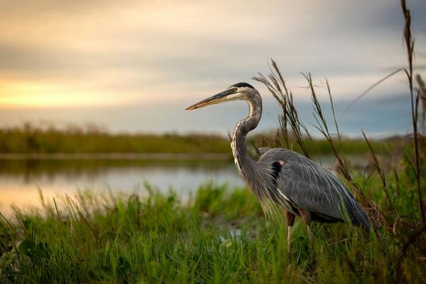 Padel courts in Boynton Beach, FL